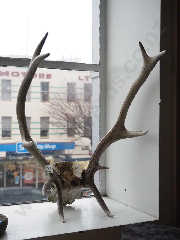 part animal skull and antlers Image 1++
