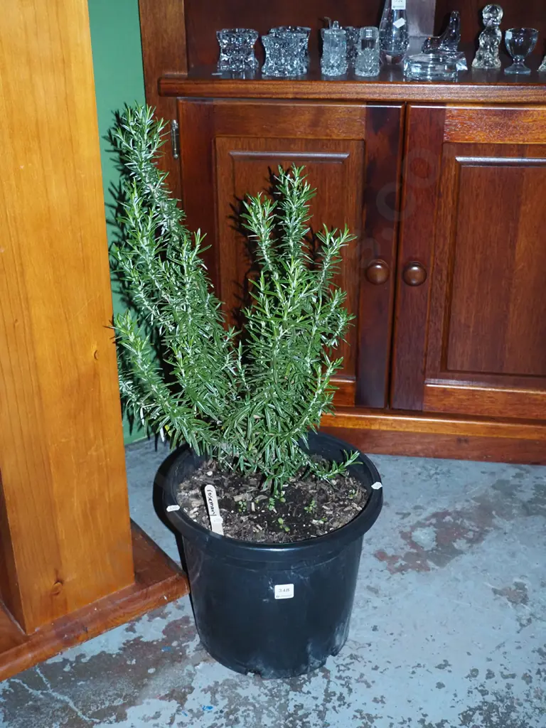 potted rosemary Image 1++