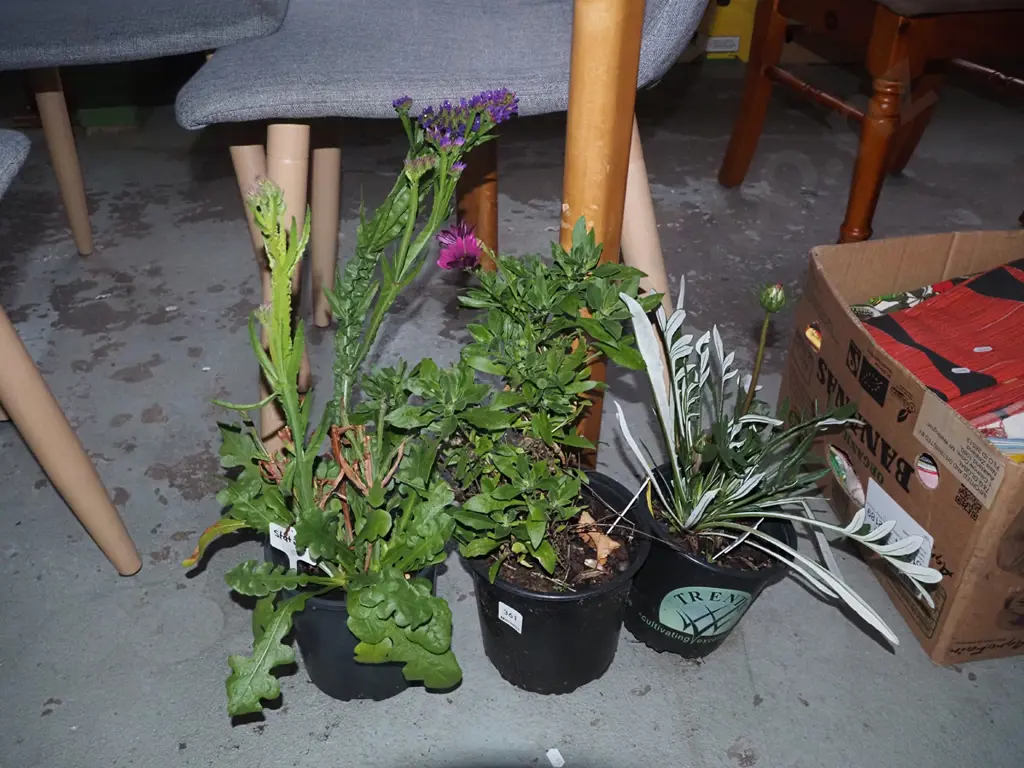 potted daisy, potted statice and potted orange gazania Image 1++