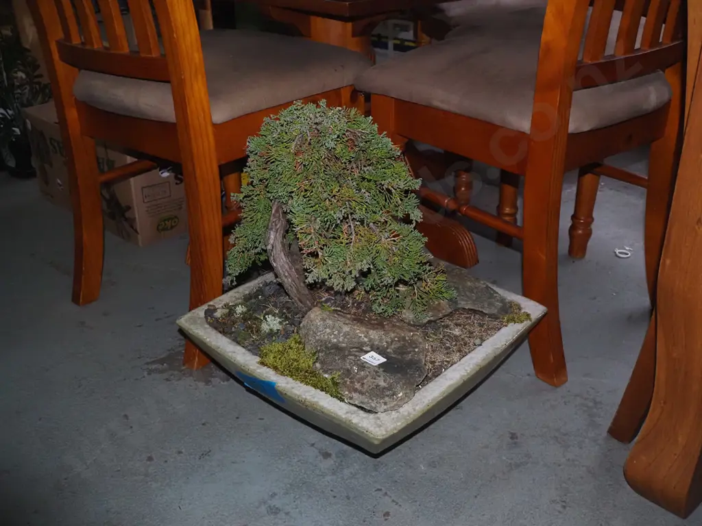 bonsai in square garden planter Image 1++