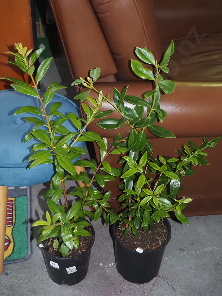 2 potted pohutukawa Image 1++