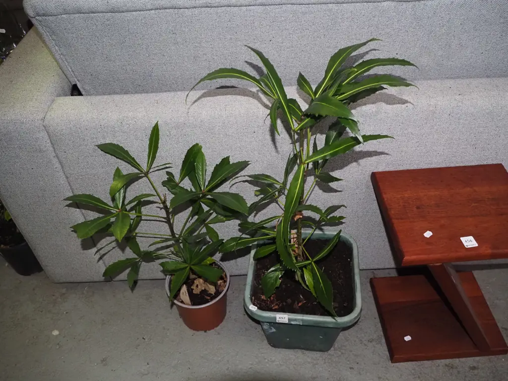 2 potted pseudopanax Image 1++