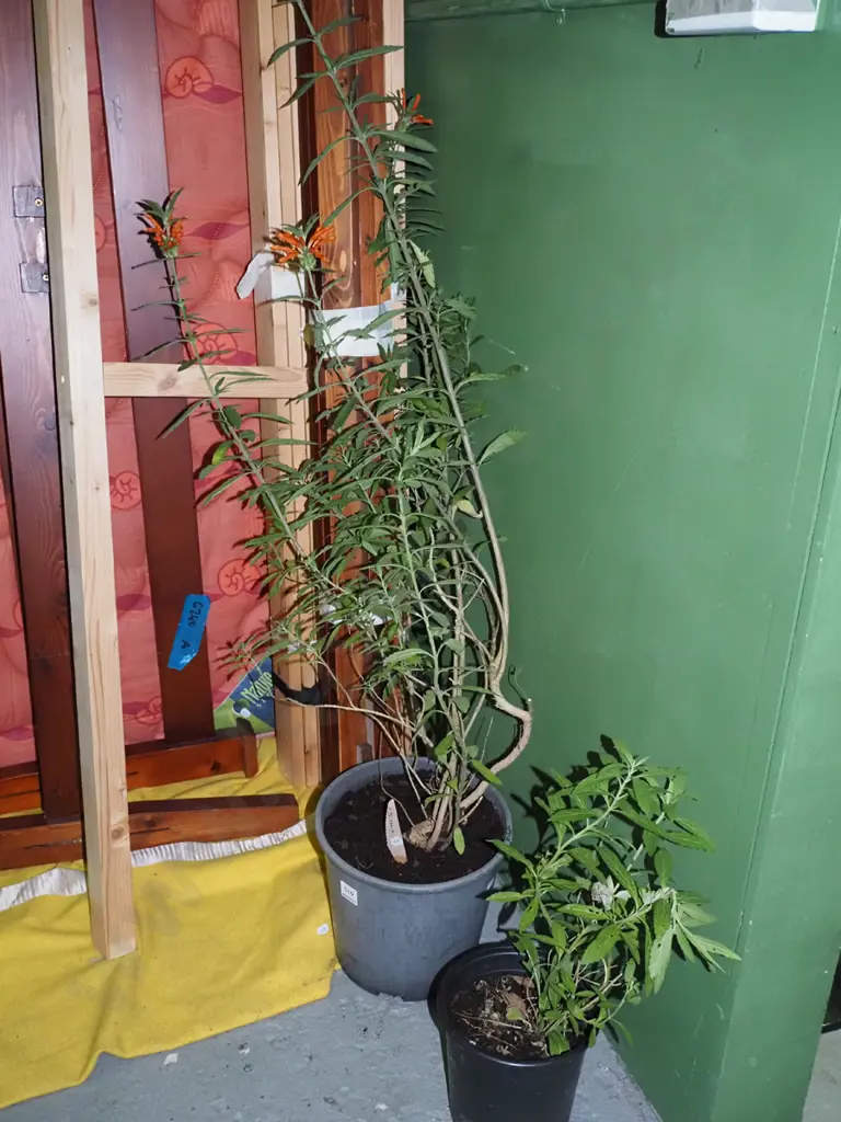 2 potted lions tails Image 1++
