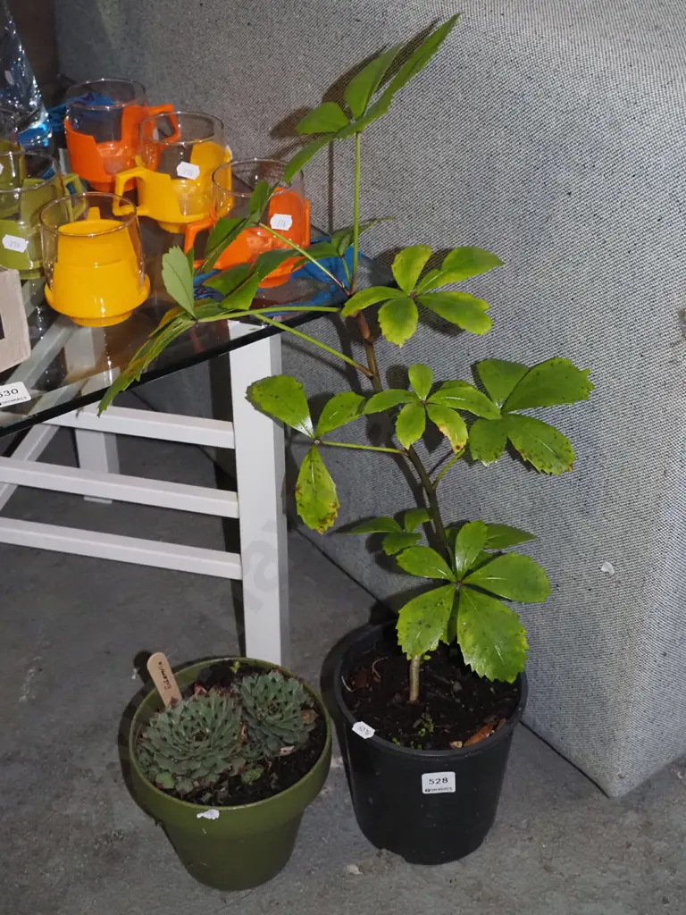 potted plant, potted succulent Image 1++