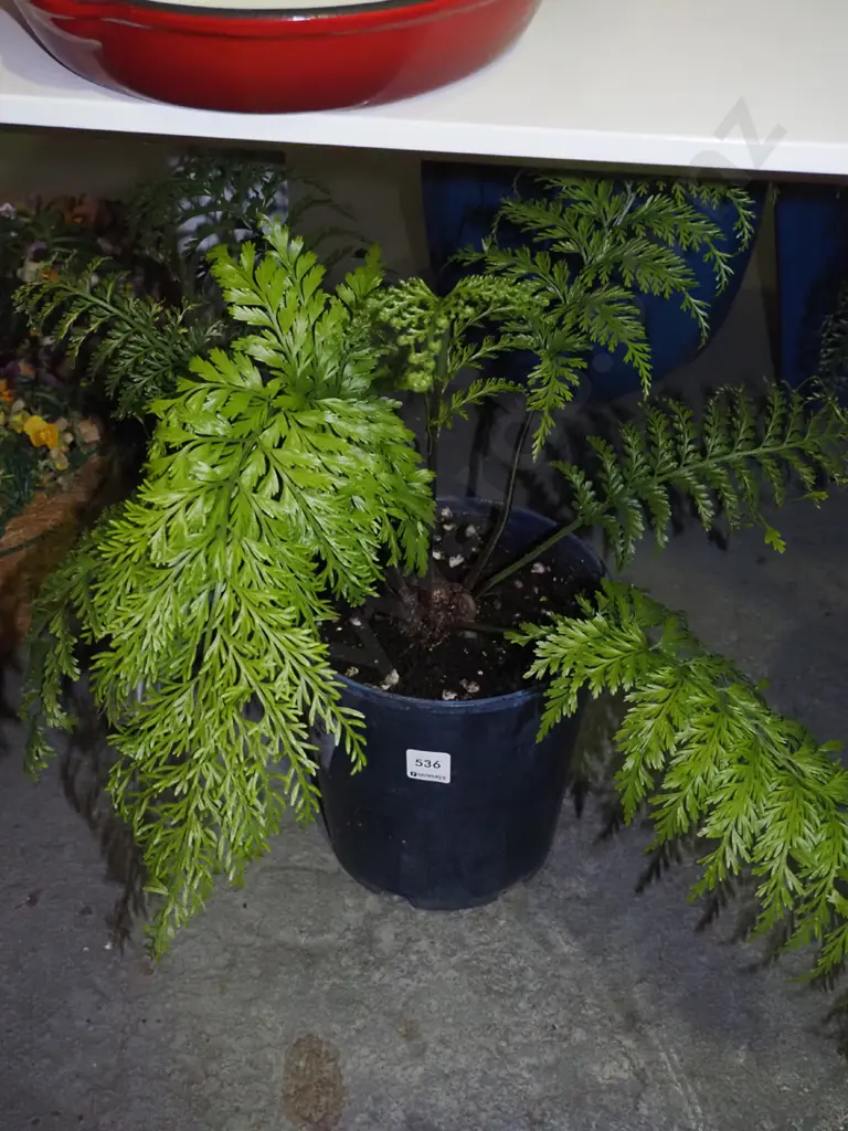 piko piko edible NZ plant Image 1++