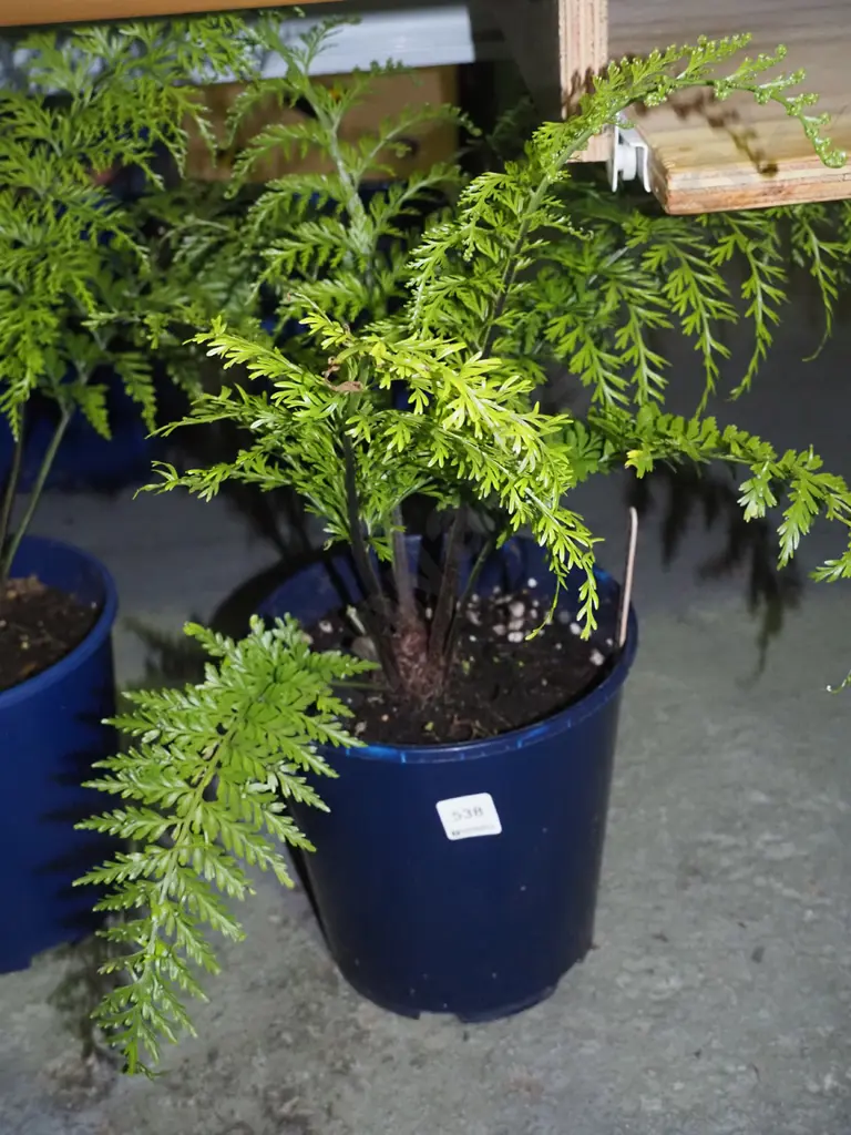 piko piko edible NZ plant Image 1++