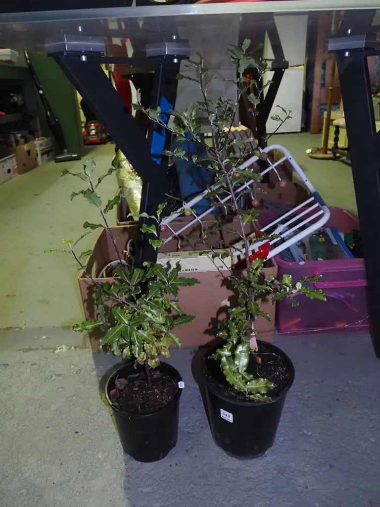 2 potted koros Image 1++