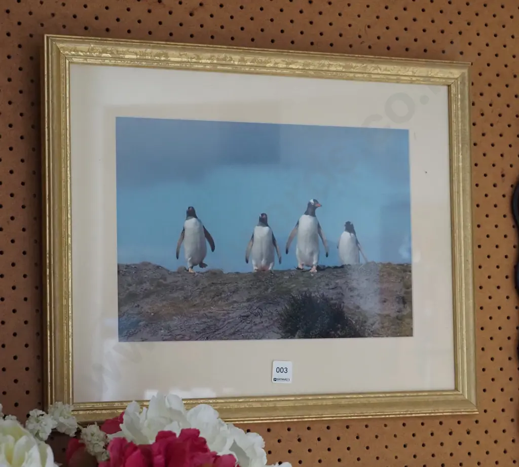framed photo print - penguins Image 1++
