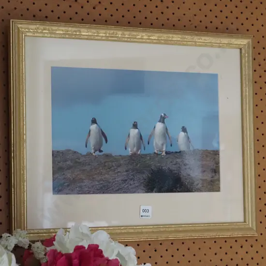 framed photo print - penguins
