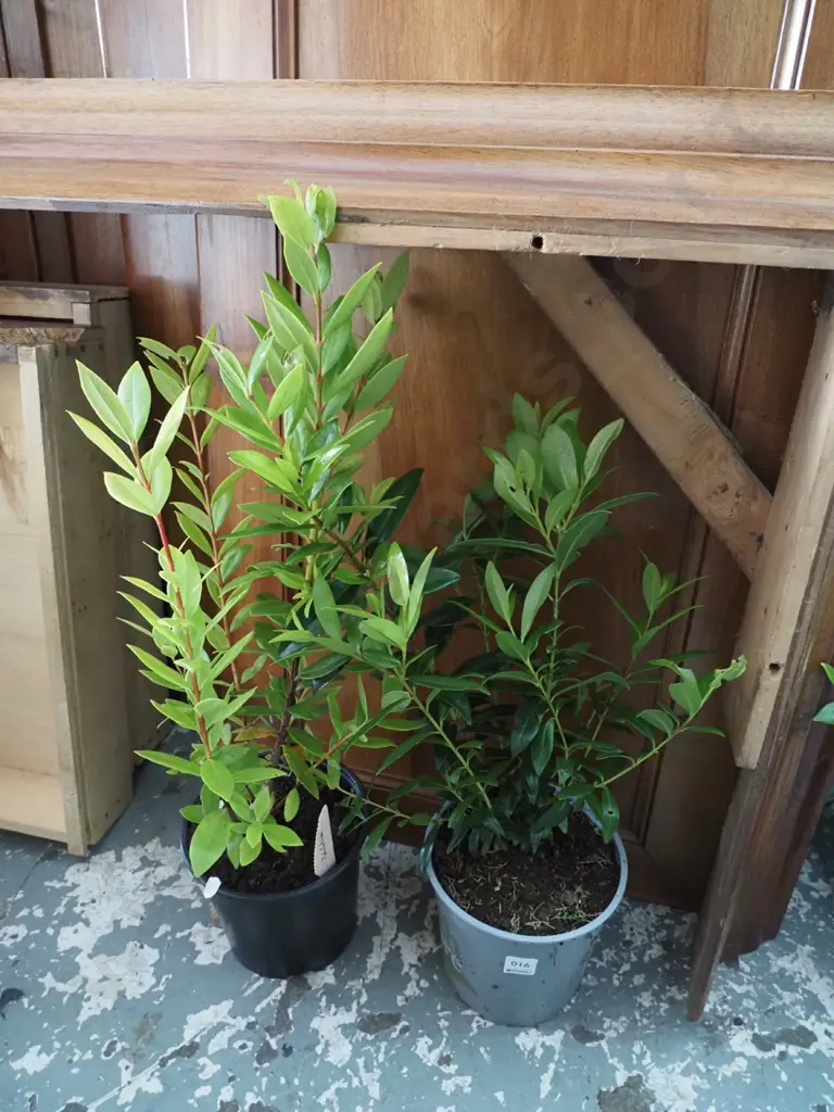 2x potted pohutukawa Image 1++