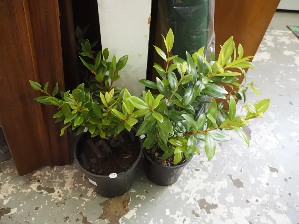 2x potted pohutukawa Image 1++