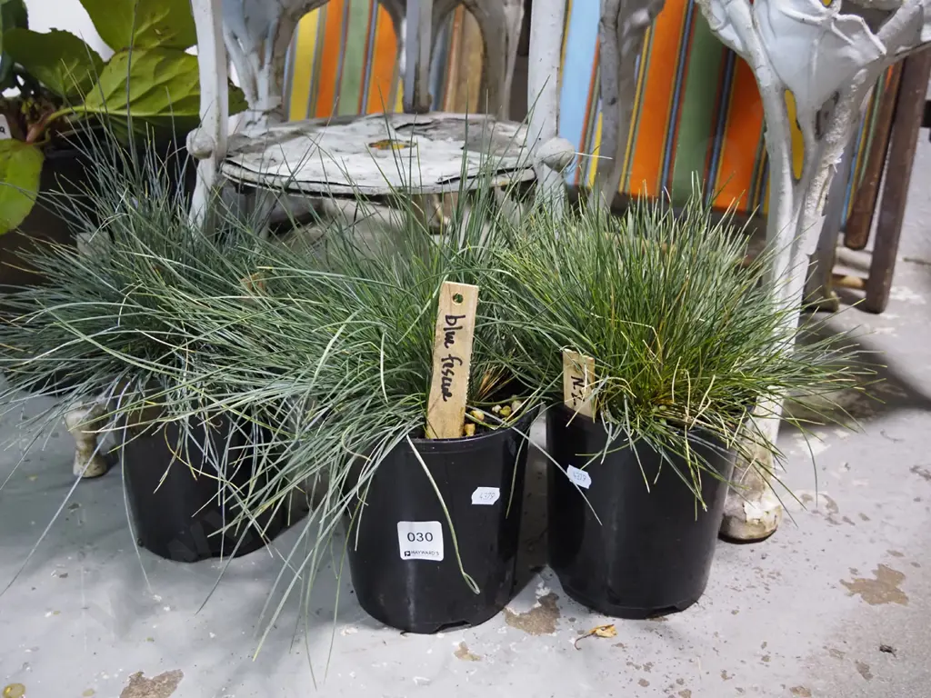 3x potted NZ blue fescue grasses Image 1++