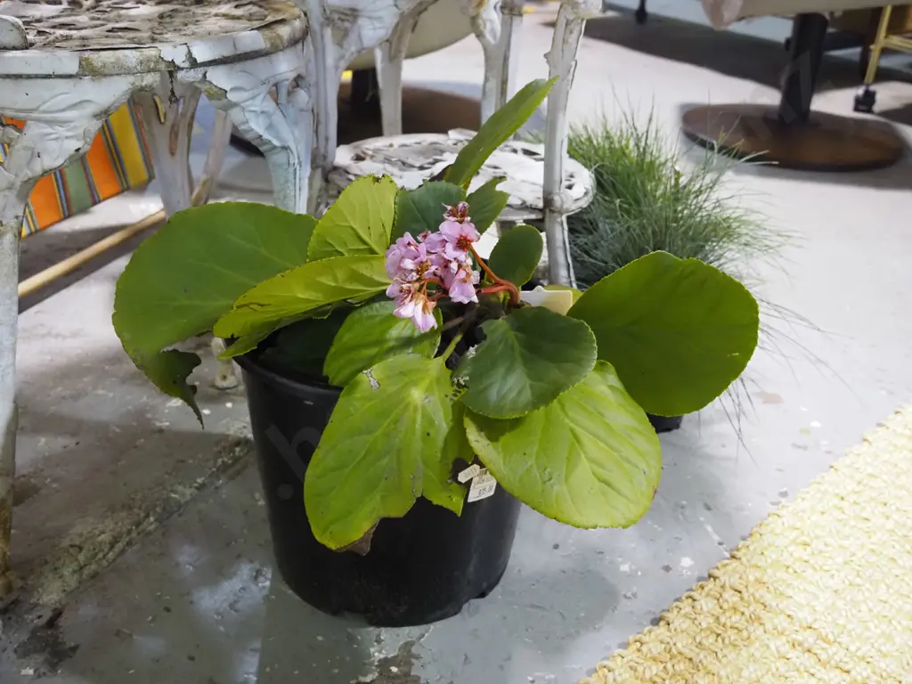 potted begonia Image 1++