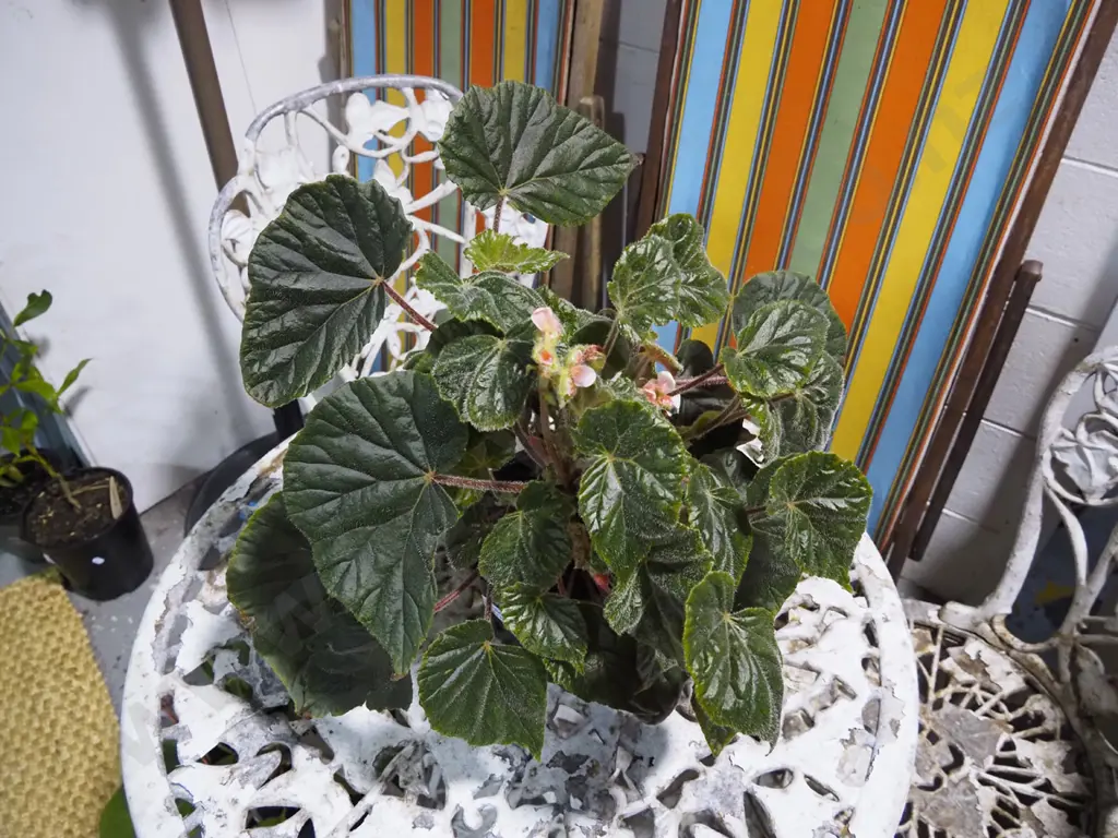 potted begonia scharffii Image 1++