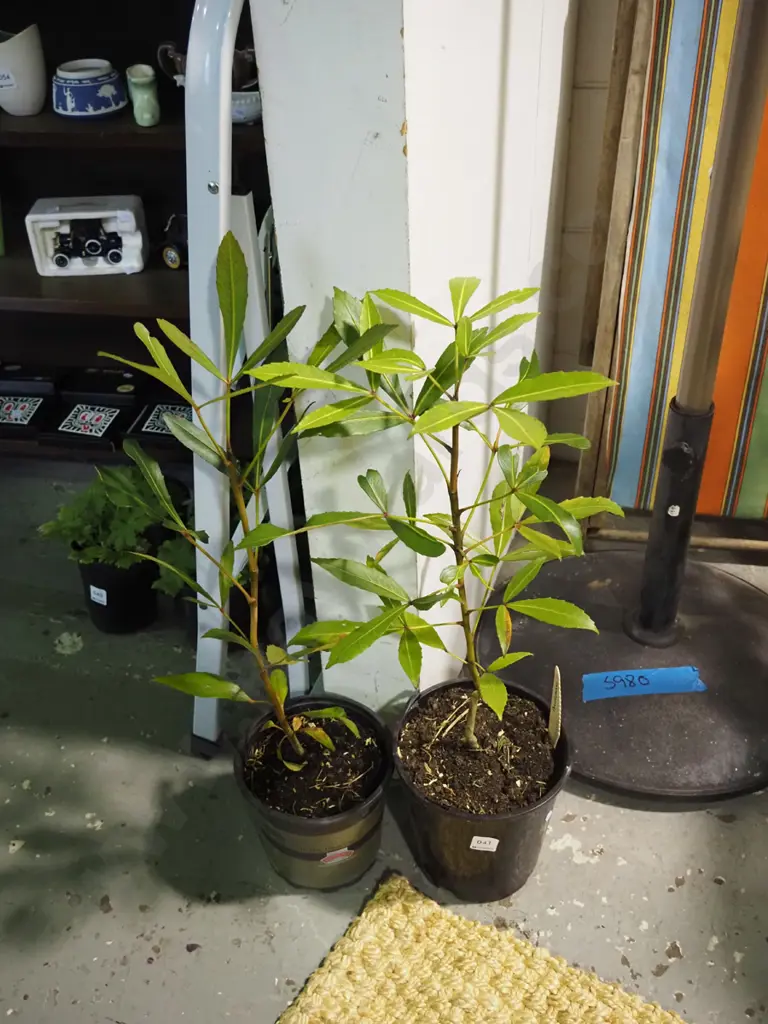 2x potted pseudopanax Image 1++