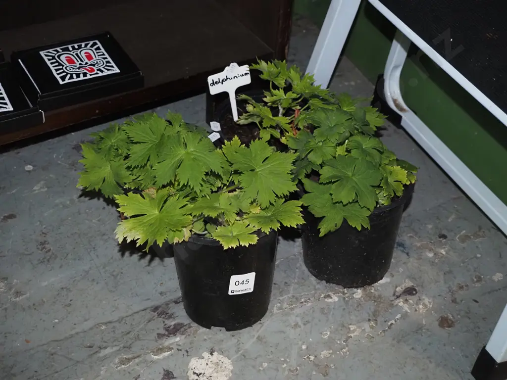 4x potted delphiniums Image 1++