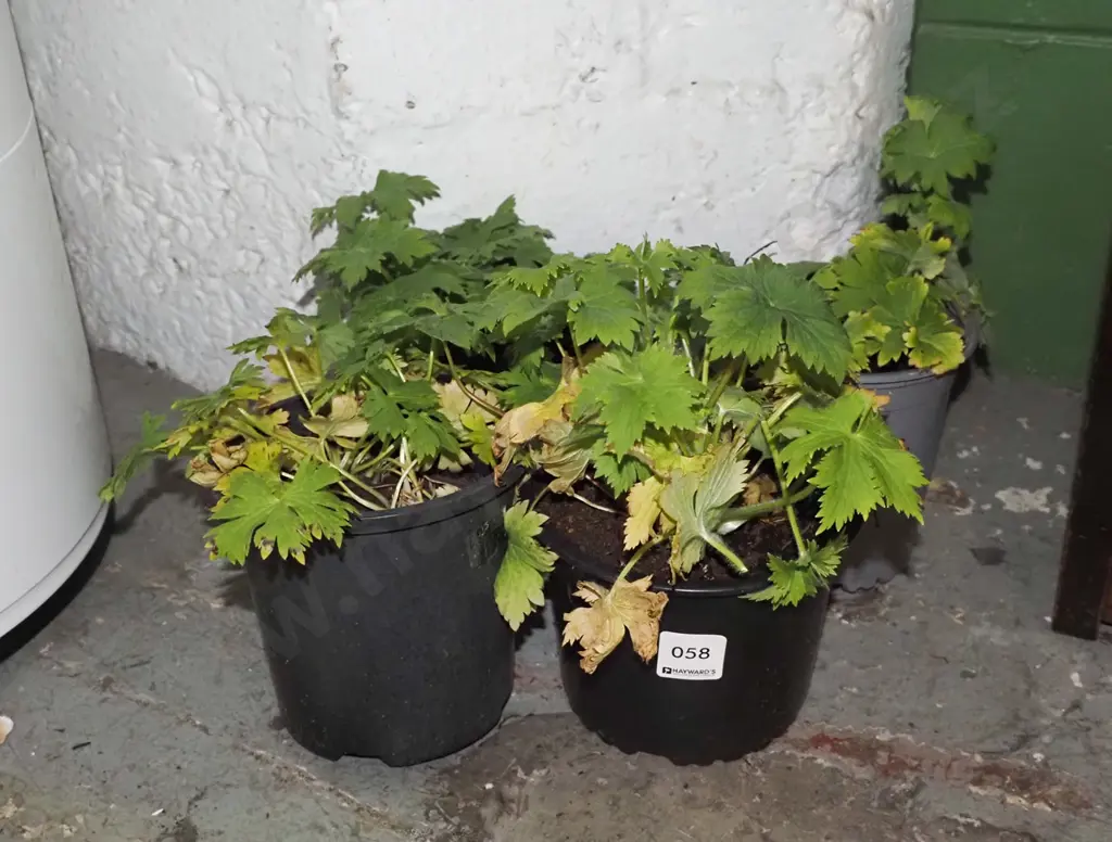 4x potted delphiniums Image 1++