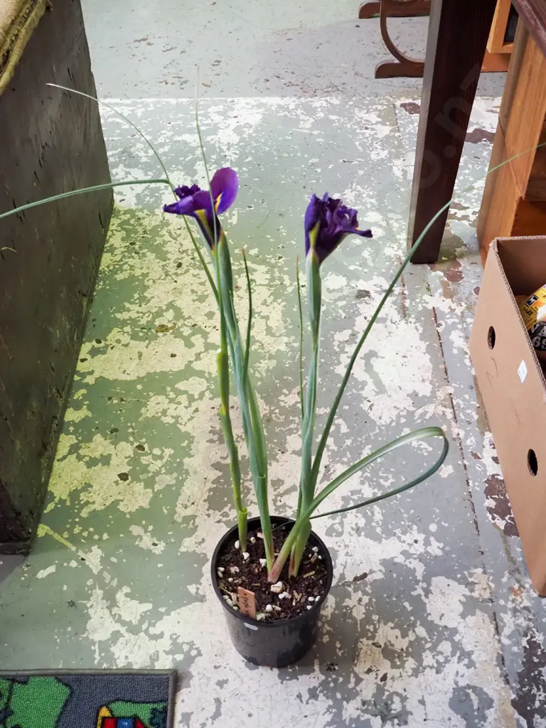 potted purple irises Image 1++