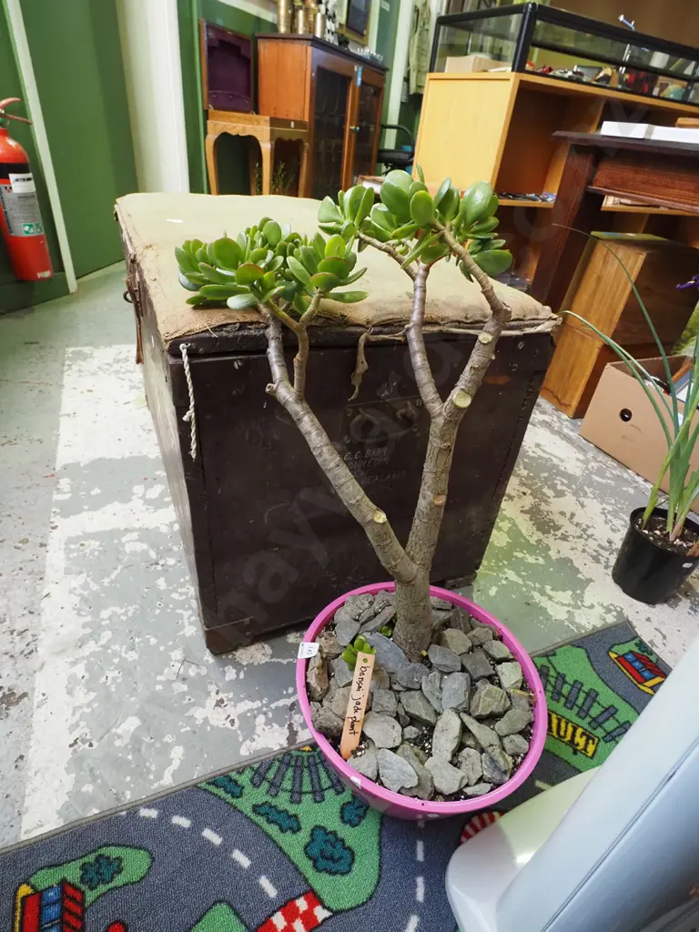 potted jade plant Image 1++