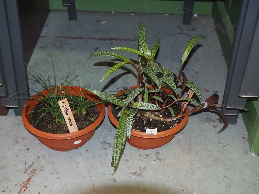 potted saffron, leopard plant Image 1++