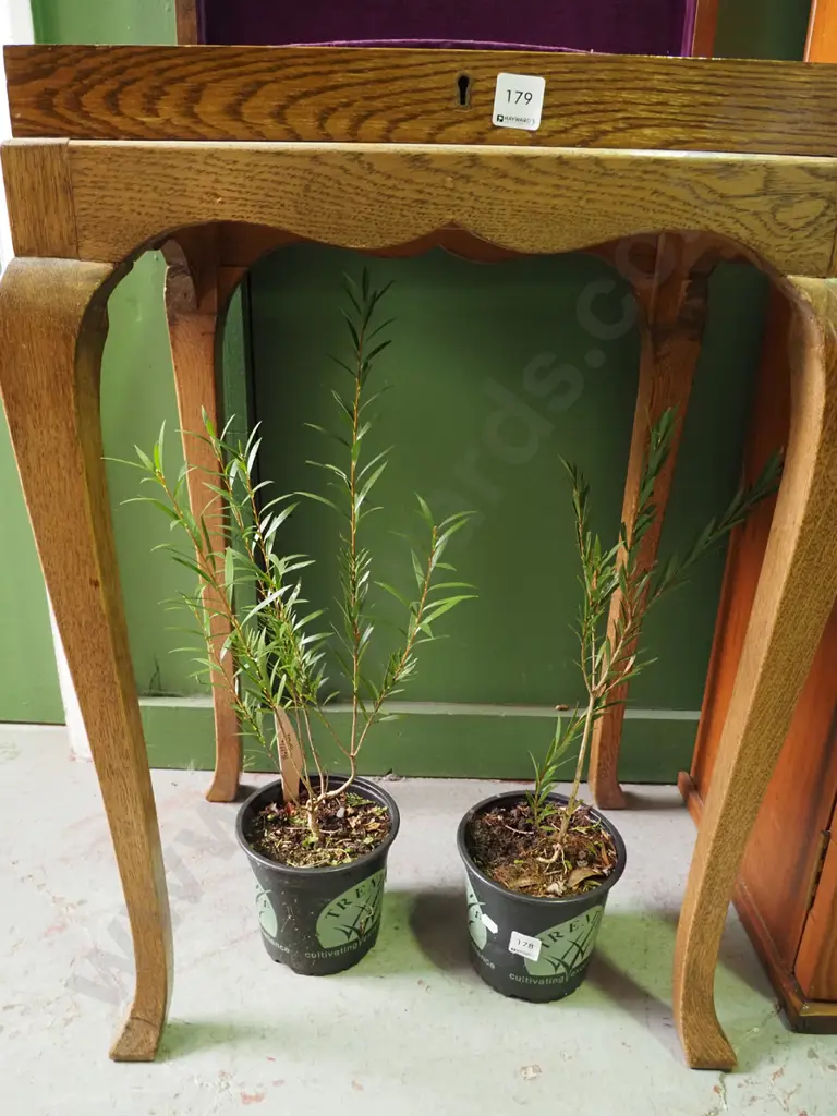 2x potted bottle brushes Image 1++