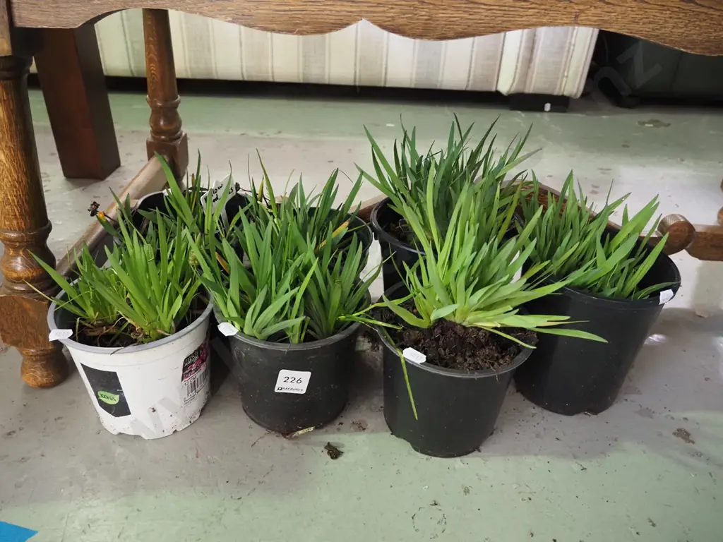 7x potted yellow eyed grasses Image 1++