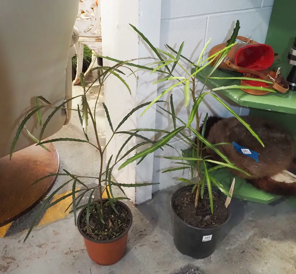 2x potted lancewoods Image 1++