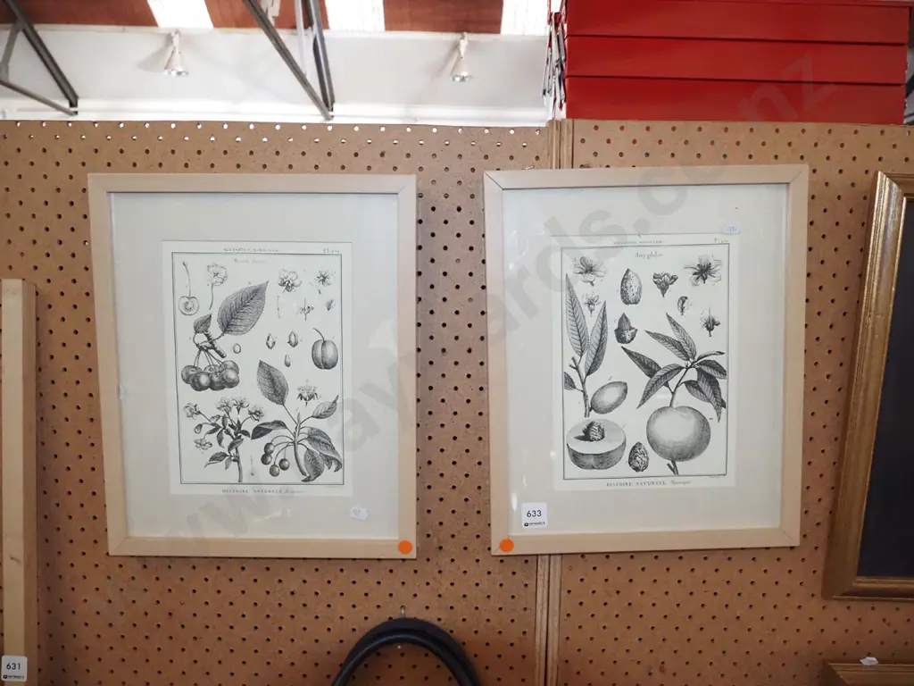 2x framed botanical prints Image 1++
