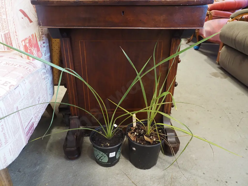 2x potted cabbage trees Image 1++