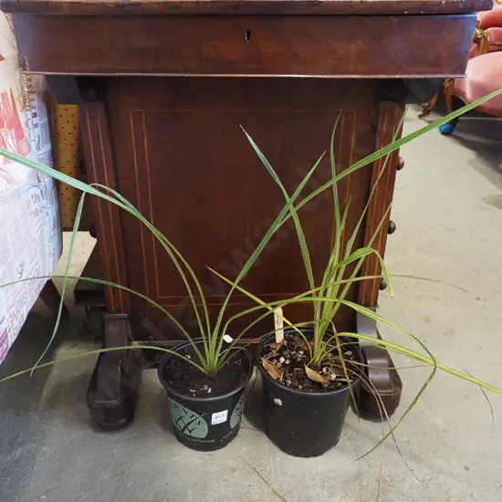 2x potted cabbage trees