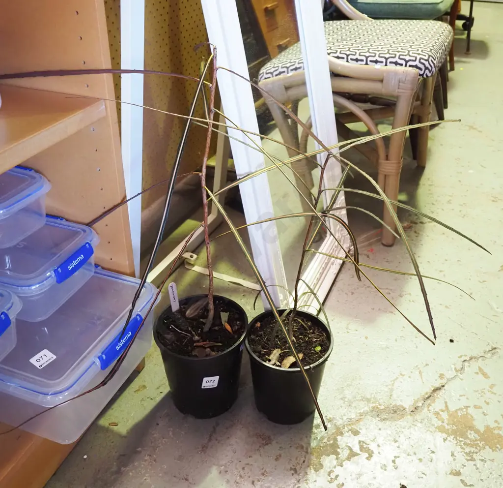 2x potted lancewoods Image 1++