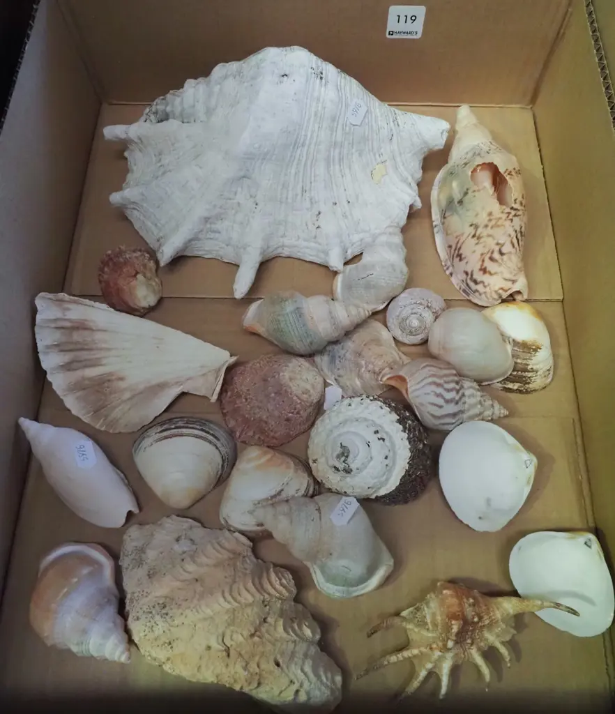 box of seashells Image 1++