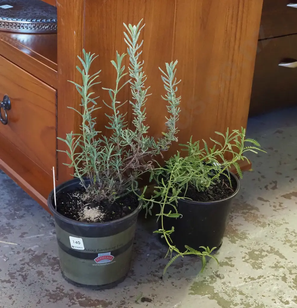2x potted lavender Image 1++