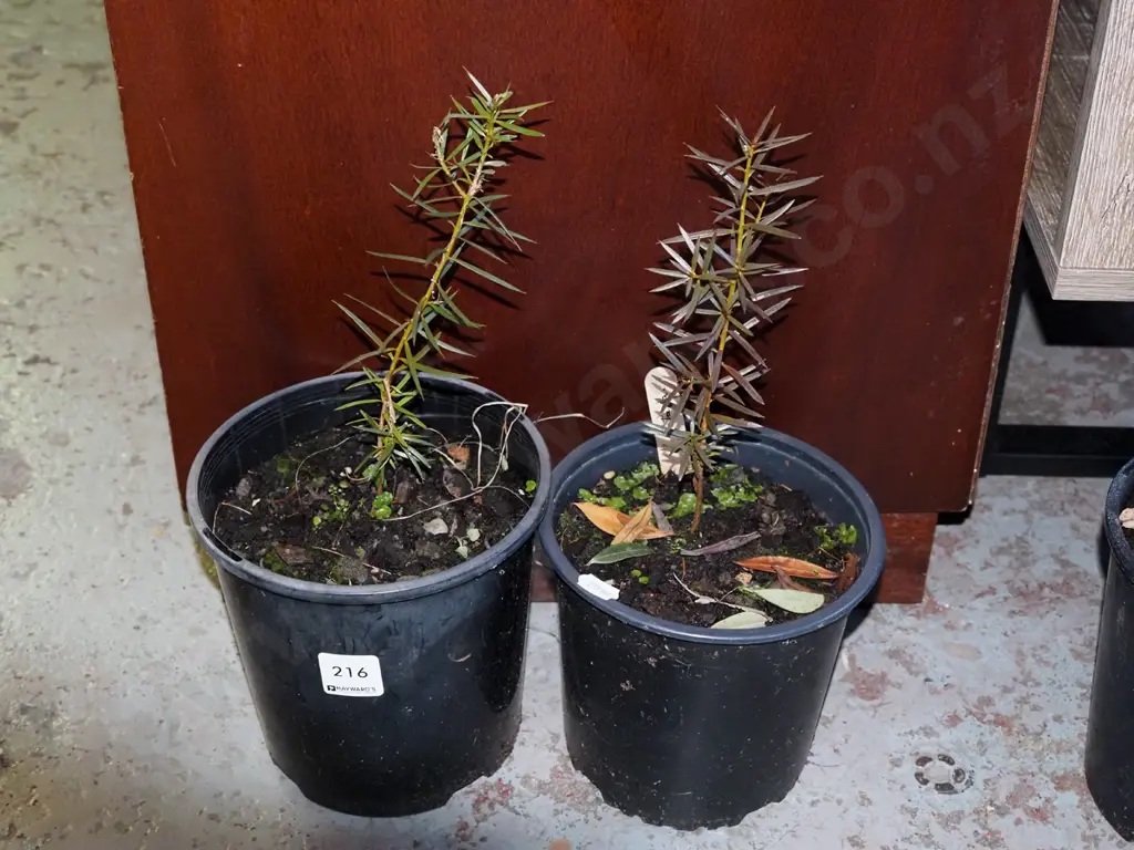 2x potted totara Image 1++