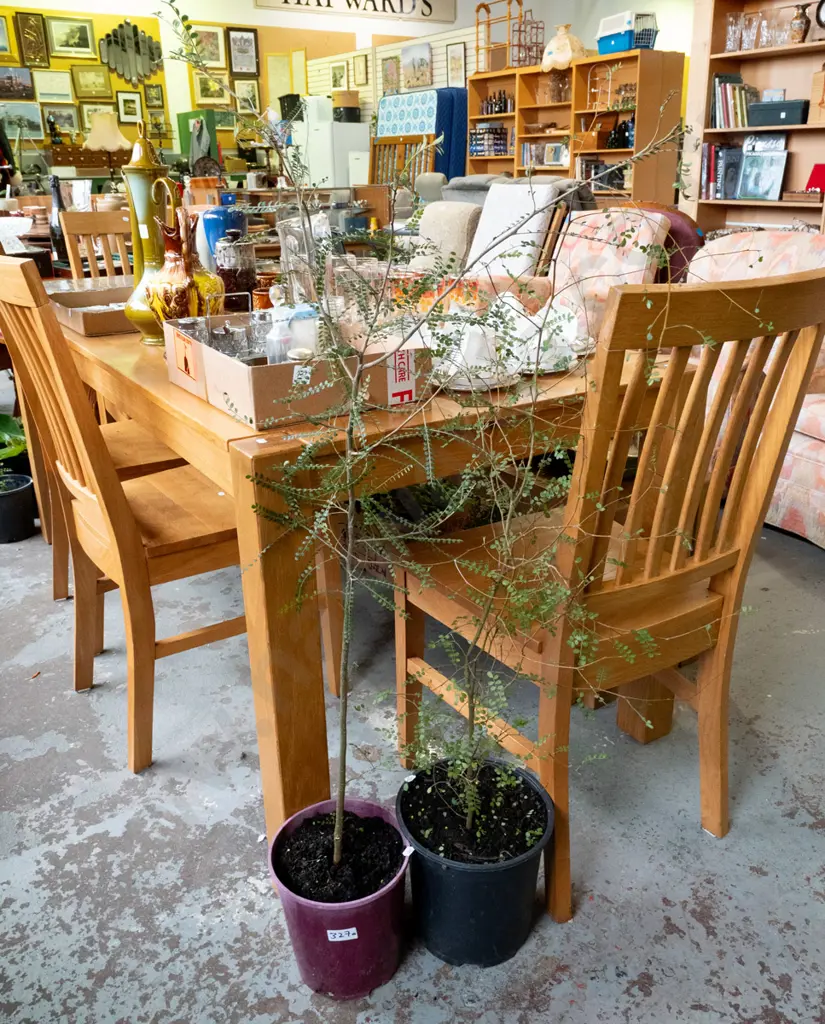 2x potted kowhai Image 1++
