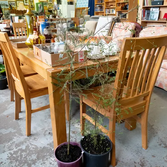 2x potted kowhai