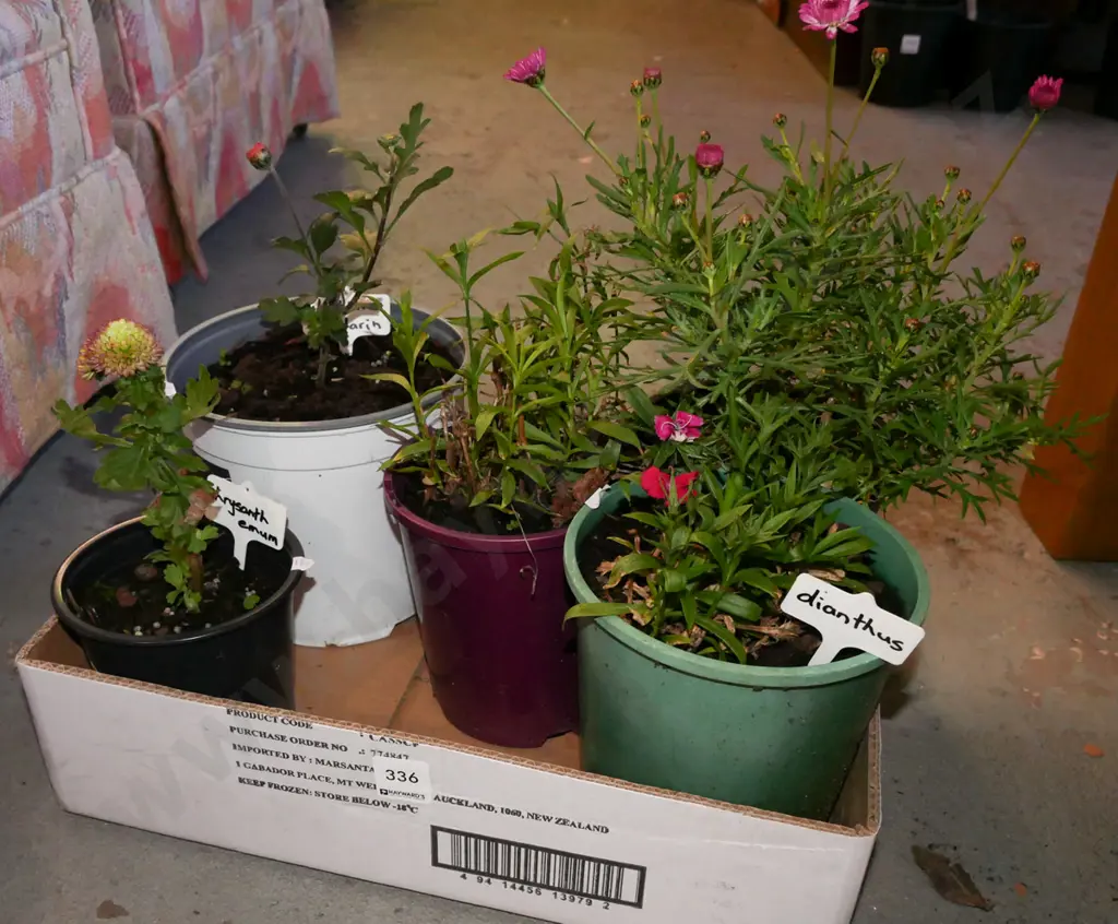 box of various plants Image 1++