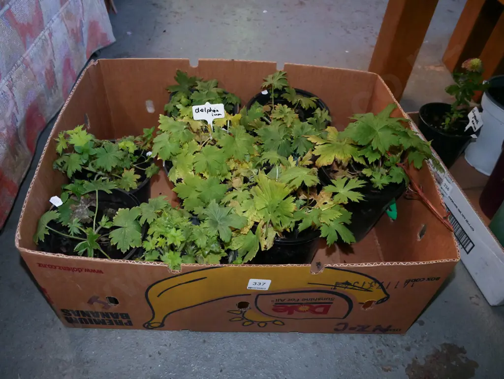 box of delphiniums Image 1++