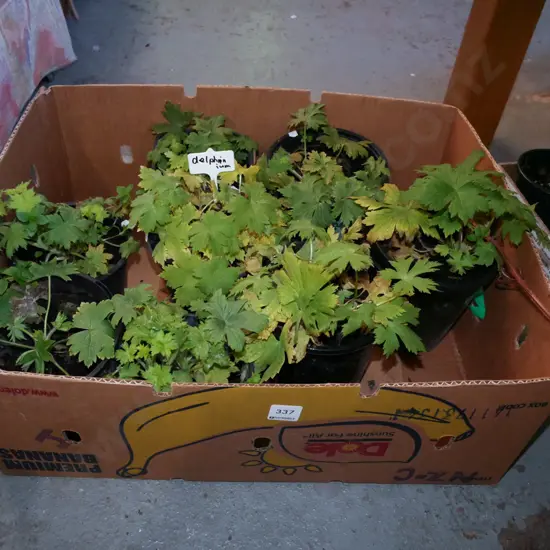 box of delphiniums