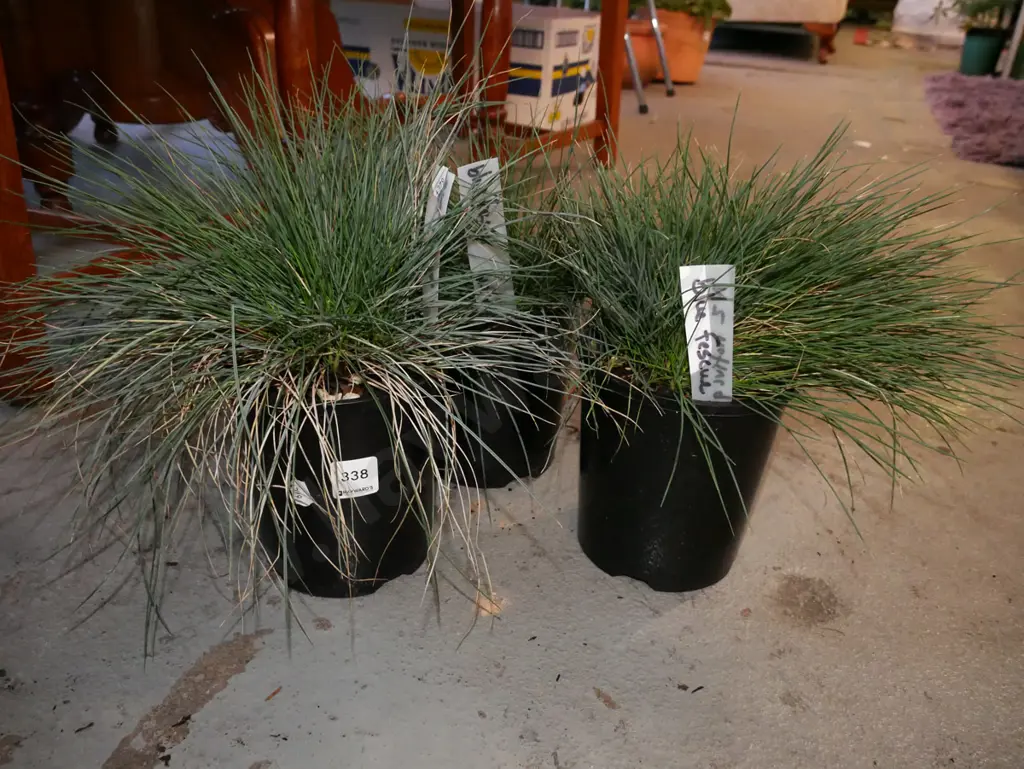 3x potted NZ native blue vescue grasses Image 1++
