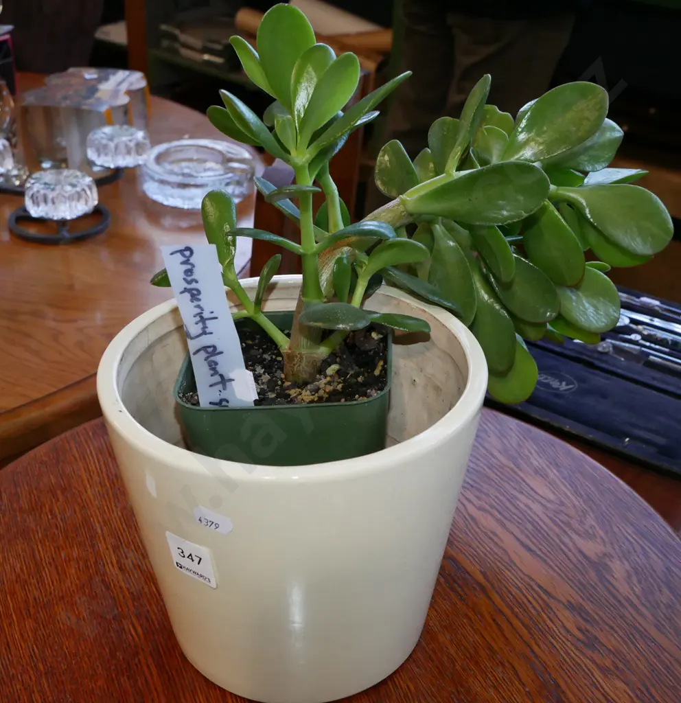 Prosperity plant succulent and jardiniere Image 1++