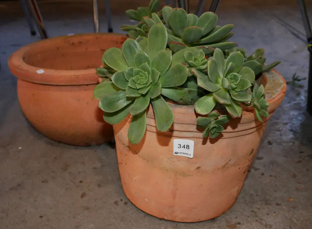terracotta planters - 1 with succulents Image 1++