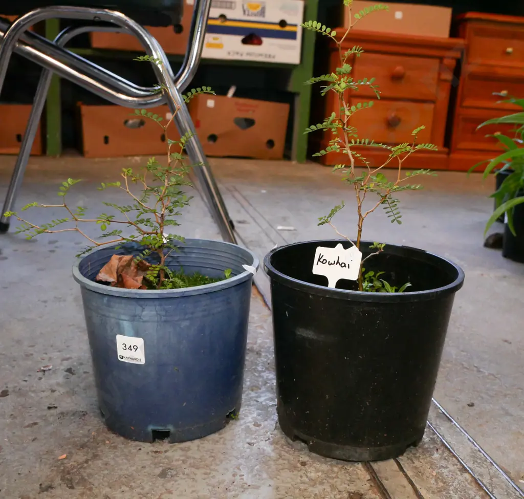 2x potted kowhai Image 1++