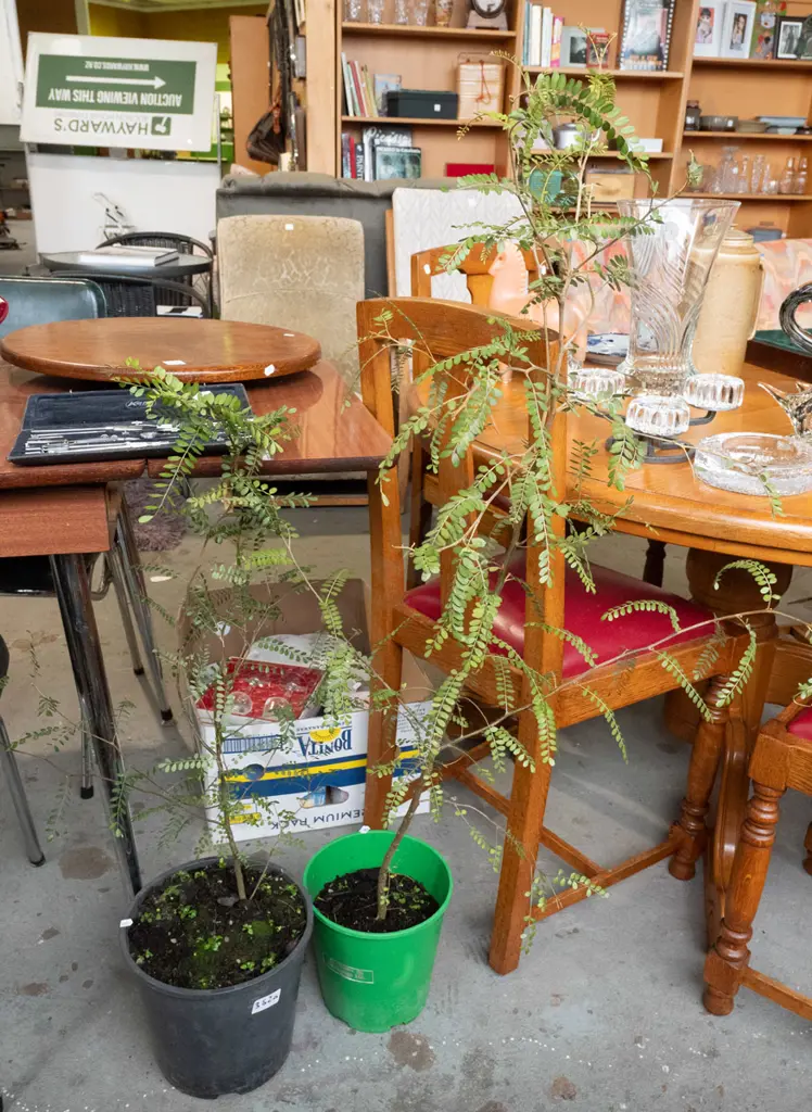 2x potted kowhai Image 1++