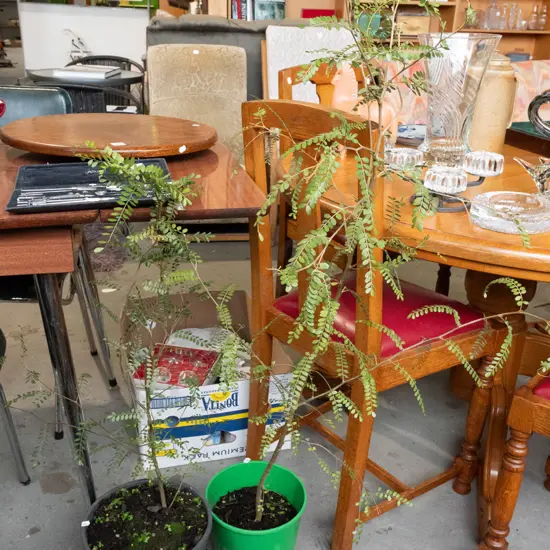 2x potted kowhai