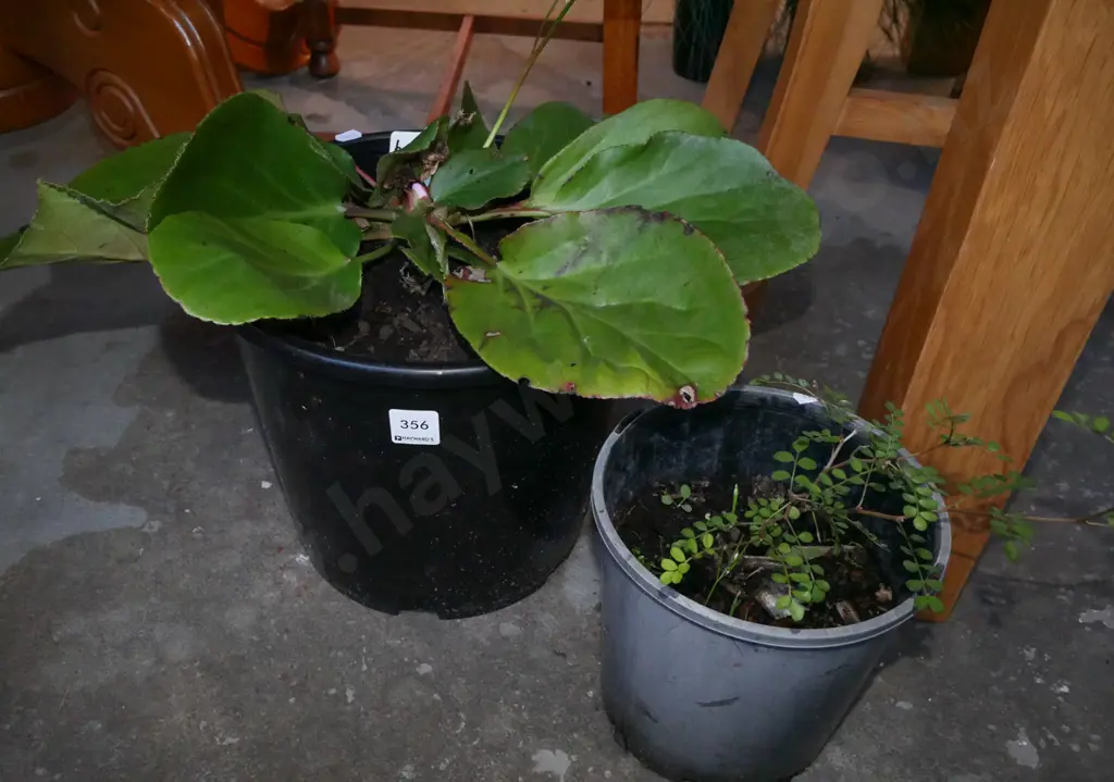 potted begonia, small potted kowhai Image 1++