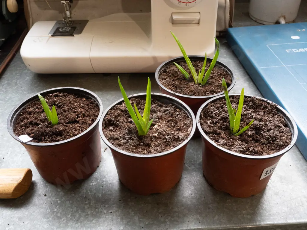 4x potted aloe vera Image 1++