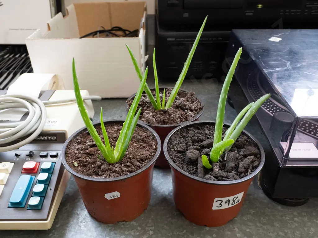 3x potted aloe vera Image 1++