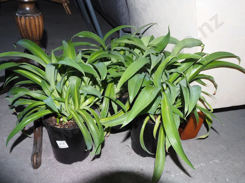 3x potted reinga reinga lillies Image 1++