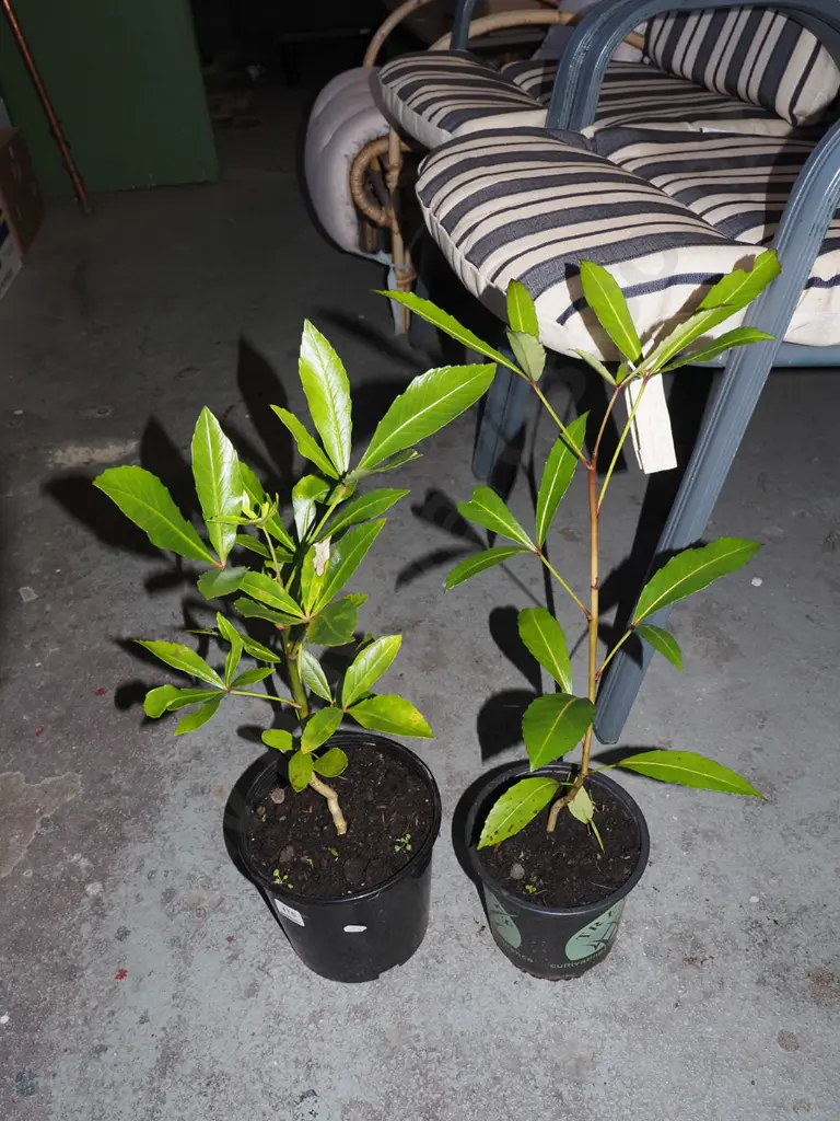 2x potted pseudopanax Image 1++